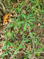 Ranunculus abortivus