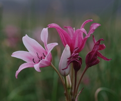 Crinum campanulatum