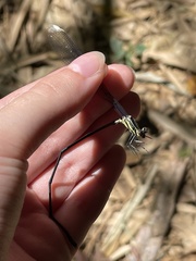 Mecistogaster modesta