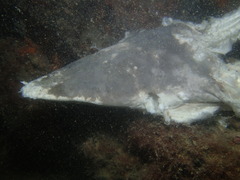 Carcharhinus brevipinna