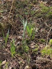 Hymenocallis occidentalis