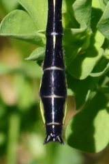 Phanogomphus quadricolor