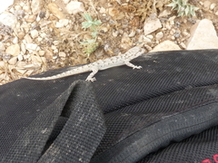 Mediodactylus kotschyi