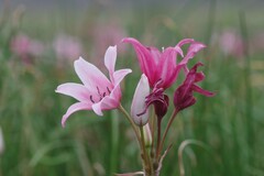 Crinum campanulatum