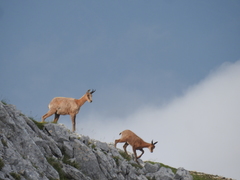 Rupicapra pyrenaica