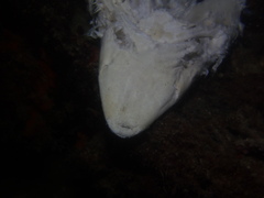 Carcharhinus brevipinna