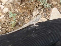 Mediodactylus kotschyi