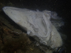 Carcharhinus brevipinna