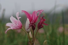 Crinum campanulatum