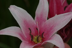 Crinum campanulatum