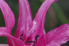 Crinum campanulatum