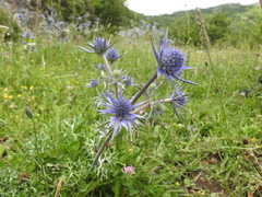 Eryngium bourgatii
