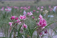 Crinum campanulatum
