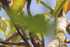 Leiothlypis peregrina