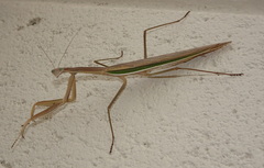 Tenodera australasiae