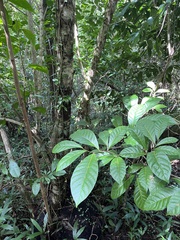 Coccoloba venosa