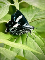 Jemadia