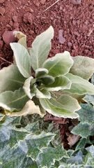 Verbascum thapsus