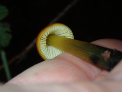 Hygrocybe singeri
