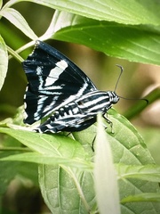 Jemadia