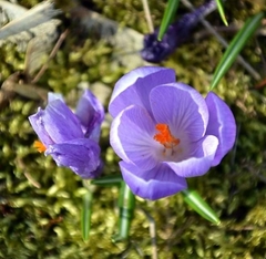 Crocus tommasinianus