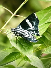 Jemadia