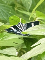 Jemadia