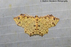 Polynesia curtitibia