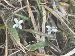Viola vittata