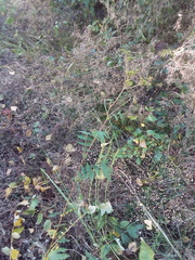 Filipendula stepposa