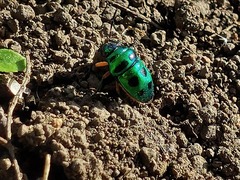 Calliphara excellens