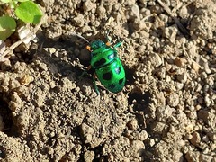 Calliphara excellens