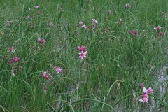 Crinum campanulatum