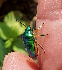 Calliphara excellens