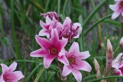 Crinum campanulatum