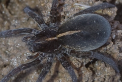 Arctosa fulvolineata