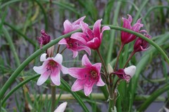 Crinum campanulatum