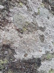 Diploschistes scruposus