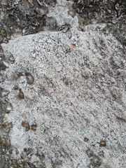 Diploschistes scruposus