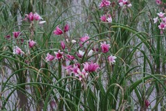 Crinum campanulatum