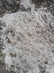 Diploschistes scruposus