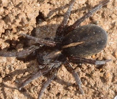 Arctosa fulvolineata