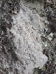 Diploschistes scruposus