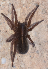 Arctosa fulvolineata