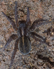 Arctosa fulvolineata