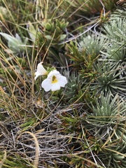 Euphrasia monroi