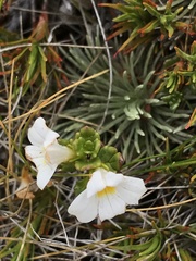Euphrasia monroi