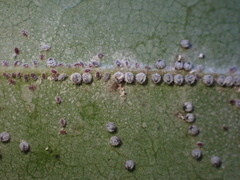 Euthoracaphis umbellulariae