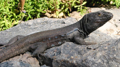 Gallotia caesaris gomerae