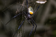 Trichonephila fenestrata